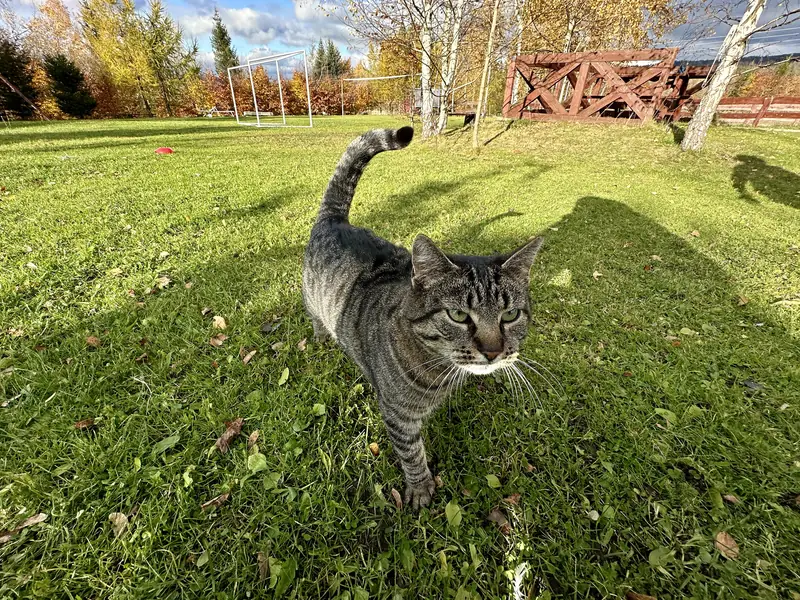 Pręgowany kot z uniesionym ogonem idący po trawniku w stronę obiektywu, w tle jesienne drzewa i bramka